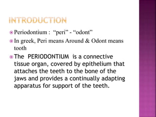  Periodontium : “peri” - “odont”
 In greek, Peri means Around & Odont means
tooth
 The PERIODONTIUM is a connective
tissue organ, covered by epithelium that
attaches the teeth to the bone of the
jaws and provides a continually adapting
apparatus for support of the teeth.
 