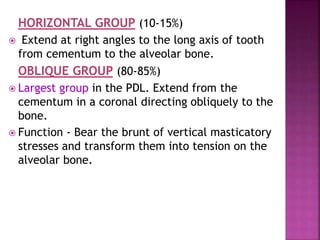 HORIZONTAL GROUP (10-15%)
 Extend at right angles to the long axis of tooth
from cementum to the alveolar bone.
OBLIQUE GROUP (80-85%)
 Largest group in the PDL. Extend from the
cementum in a coronal directing obliquely to the
bone.
 Function - Bear the brunt of vertical masticatory
stresses and transform them into tension on the
alveolar bone.
 
