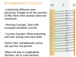 • A distinctly different zone
previously thought to be the junction
of PDL fibres from alveolar bone and
cementum.
• Previous Concept: Zone with
increased metabolic activity
• Current Concept: Fibres branching
and inter joining with each other
•Entire fibre metabolically active,
not just the mid portion
•Observed only in Longitudinal
Sections, not in cross sections
 
