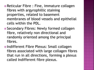  Reticular Fibre : Fine, immature collagen
fibres with argyrophillic staining
properties, related to basement
membranes of blood vessels and epithelial
cells within the PDL.
 Secondary Fibres: Newly formed collagen
fibre, relatively non directional and
randomly oriented among the principal
fibres.
 Indifferent Fibre Plexus: Small collagen
fibres associated with large collagen fibres
that run in all directions, forming a plexus
called Indifferent fibre plexus.
 