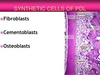 Fibroblasts
Cementoblasts
Osteoblasts
 