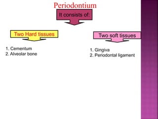Periodontium
It consists of:
Two Hard tissues Two soft tissues
1. Cementum
2. Alveolar bone
1. Gingiva
2. Periodontal ligament
 