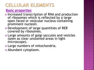 Basic properties
 Increased transcription of RNA and production
of ribosomes which is reflected by a large
open faced or vesicular nucleus containing
prominent nucleoli.
 Development of large quantities of RER
covered by ribosomes.
 Large amounts of golgi saccules and vesicles
(seen as clear unstained areas in light
microscope).
 Large numbers of mitochondria.
 Abundant cytoplasm.
 