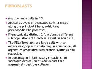  Most common cells in PDL
 Appear as ovoid or elongated cells oriented
along the principal fibers, exhibiting
pseudopodia like processes.
 Phenotypically distinct & functionally different
sub populations of fibroblasts exist in adult PDL.
 The PDL fibroblasts are large cells with an
extensive cytoplasm containing in abundance, all
organelles associated with protein synthesis and
secretion.
 Importantly in inflammatory situations, an
increased expression of MMP occurs that
aggressively destroys collagen.
 