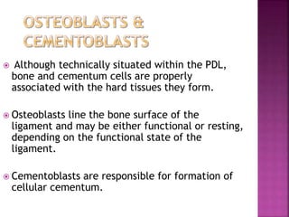  Although technically situated within the PDL,
bone and cementum cells are properly
associated with the hard tissues they form.
 Osteoblasts line the bone surface of the
ligament and may be either functional or resting,
depending on the functional state of the
ligament.
 Cementoblasts are responsible for formation of
cellular cementum.
 