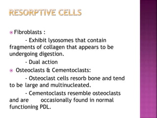  Fibroblasts :
- Exhibit lysosomes that contain
fragments of collagen that appears to be
undergoing digestion.
- Dual action
 Osteoclasts & Cementoclasts:
- Osteoclast cells resorb bone and tend
to be large and multinucleated.
- Cementoclasts resemble osteoclasts
and are occasionally found in normal
functioning PDL.
 
