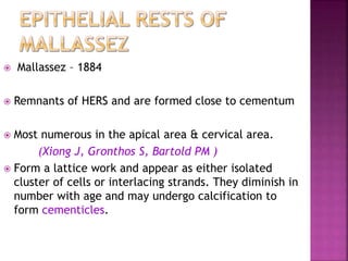  Mallassez – 1884
 Remnants of HERS and are formed close to cementum
 Most numerous in the apical area & cervical area.
(Xiong J, Gronthos S, Bartold PM )
 Form a lattice work and appear as either isolated
cluster of cells or interlacing strands. They diminish in
number with age and may undergo calcification to
form cementicles.
 