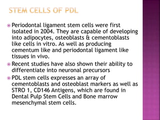  Periodontal ligament stem cells were first
isolated in 2004. They are capable of developing
into adipocytes, osteoblasts & cementoblasts
like cells in vitro. As well as producing
cementum like and periodontal ligament like
tissues in vivo.
 Recent studies have also shown their ability to
differentiate into neuronal precursors
 PDL stem cells expresses an array of
cementoblasts and osteoblast markers as well as
STRO 1, CD146 Antigens, which are found in
Dental Pulp Stem Cells and Bone marrow
mesenchymal stem cells.
 