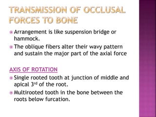  Arrangement is like suspension bridge or
hammock.
 The oblique fibers alter their wavy pattern
and sustain the major part of the axial force
AXIS OF ROTATION
 Single rooted tooth at junction of middle and
apical 3rd of the root.
 Multirooted tooth in the bone between the
roots below furcation.
 