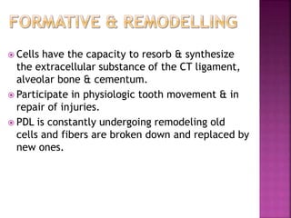  Cells have the capacity to resorb & synthesize
the extracellular substance of the CT ligament,
alveolar bone & cementum.
 Participate in physiologic tooth movement & in
repair of injuries.
 PDL is constantly undergoing remodeling old
cells and fibers are broken down and replaced by
new ones.
 