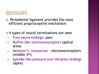 Periodontal ligament provides the most
efficient proprioceptive mechanism
 4 types of neural terminations are seen
1. Free nerve endings -pain
2. Ruffini like mechanoreceptors (apical
area)
3. Meissner’s corpuscles - mechanoreceptors
(middle 3rd)
4. Spindle like pressure and vibration endings
(apex)
 
