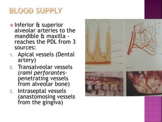  Inferior & superior
alveolar arteries to the
mandible & maxilla -
reaches the PDL from 3
sources:
1. Apical vessels (Dental
artery)
2. Transalveolar vessels
(rami perforantes-
penetrating vessels
from alveolar bone)
3. Intraseptal vessels
(anastomosing vessels
from the gingiva)
 