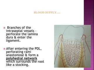  Branches of the
intraseptal vessels –
perforate the lamina
dura & enter the
ligament.
 After entering the PDL,
perforating rami
anastomose & form a
polyhedral network
which surrounds the root
like a stocking.
 