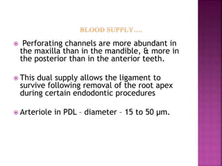  Perforating channels are more abundant in
the maxilla than in the mandible, & more in
the posterior than in the anterior teeth.
 This dual supply allows the ligament to
survive following removal of the root apex
during certain endodontic procedures
 Arteriole in PDL – diameter – 15 to 50 µm.
 