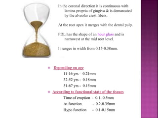 In the coronal direction it is continuous with
lamina propria of gingiva & is demarcated
by the alveolar crest fibers.
At the root apex it merges with the dental pulp.
PDL has the shape of an hour glass and is
narrowest at the mid root level.
It ranges in width from 0.15-0.38mm.
 Depending on age
11-16 yrs - 0.21mm
32-52 yrs - 0.18mm
51-67 yrs - 0.15mm
 According to functional state of the tissues
Time of eruption - 0.1- 0.5mm
At function - 0.2-0.35mm
Hypo function - 0.1-0.15mm
 