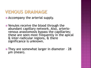  Accompany the arterial supply.
 Venules receive the blood through the
abundant capillary network. Also, arterio-
venous anastomosis bypass the capillaries;
these are seen most frequently in the apical
& inter-radicular regions, & there
significance is unknown.
 They are somewhat larger in diameter – 28
µm (mean).
 