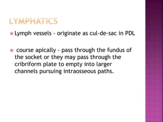  Lymph vessels - originate as cul-de-sac in PDL
 course apically - pass through the fundus of
the socket or they may pass through the
cribriform plate to empty into larger
channels pursuing intraosseous paths.
 