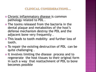  Chronic inflammatory disease is common
pathology related to PDL .
 The toxins released from the bacteria in the
dental plaque and metabolites of the host’s
defense mechanism destroy the PDL and the
adjacent bone very frequently .
 This leads to tooth mobility and further loss of
tooth.
 To repair the existing destruction of PDL can be
quite challenging .
 It involves limiting the disease process and to
regenerate the host tissues to their original form
in such a way that reattachment of PDL to bone
becomes possible
 