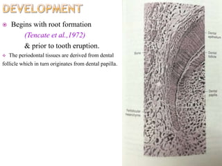  Begins with root formation
(Tencate et al.,1972)
& prior to tooth eruption.
 The periodontal tissues are derived from dental
follicle which in turn originates from dental papilla.
 