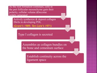 As the root formation continues, cells in
the peri follicular mesenchyme gain their
polarity, cellular volume &become
widely separated
Actively synthesize & deposit collagen
fibrils in developing PDL
(Grant’s 1989; Ten Cate’s 1971)
Type I collagen is secreted
Assembles as collagen bundles on
the bone and cementum surface
Establish continuity across the
ligament space
 