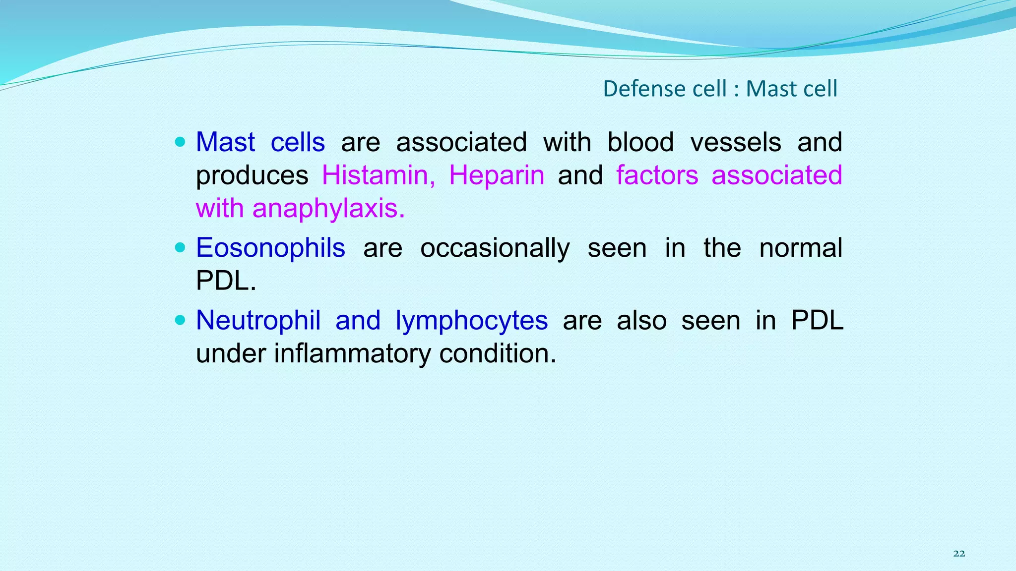 Defense cell : Mast cell
 Mast cells are associated with blood vessels and
produces Histamin, Heparin and factors associated
with anaphylaxis.
 Eosonophils are occasionally seen in the normal
PDL.
 Neutrophil and lymphocytes are also seen in PDL
under inflammatory condition.
22
 