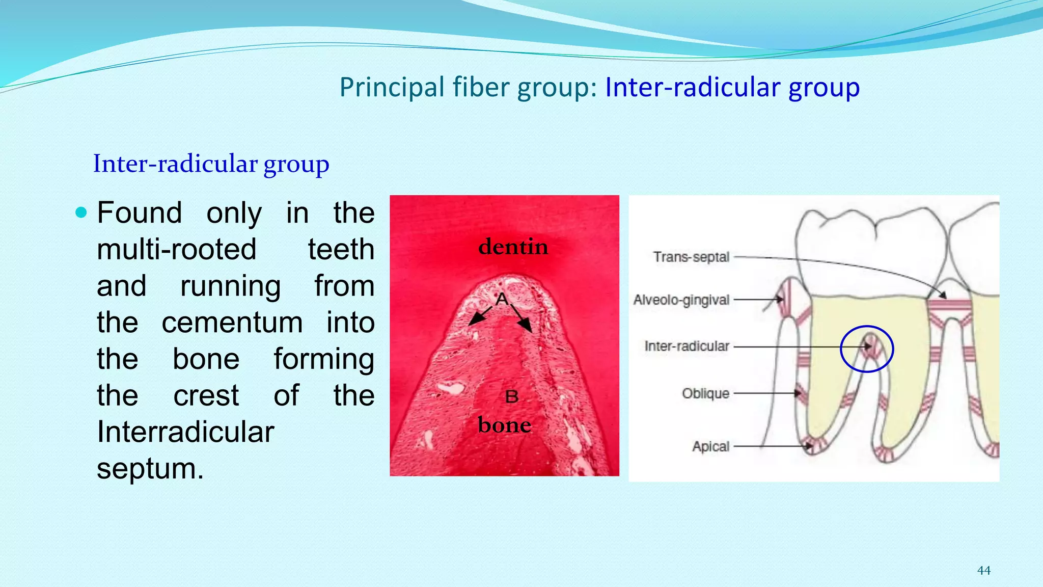 Periodontal ligament | PDF