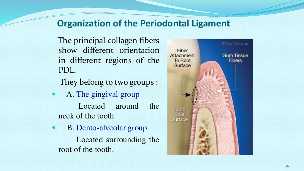 Periodontal ligament