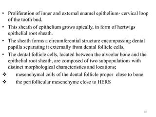 • Proliferation of inner and external enamel epithelium- cervical loop
of the tooth bud.
• This sheath of epithelium grows apically, in form of hertwigs
epithelial root sheath.
• The sheath forms a circumferential structure encompassing dental
papilla separating it externally from dental follicle cells.
• The dental follicle cells, located between the alveolar bone and the
epithelial root sheath, are composed of two subpopulations with
distinct morphological characteristics and locations;
 mesenchymal cells of the dental follicle proper close to bone
 the perifollicular mesenchyme close to HERS
10
 