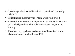 • Mesenchymal cells- stellate shaped ,small and randomly
oriented.
• Perifollicular mesenchyme - More widely seperated.
• As root formation continues, cells in the perifollicular area,
gain polarity and cellular volume-Increase in synthetic
activity.
• They actively synthesis and deposit collagen fibrils and
glycoprotein in the developing PDL.
12
 