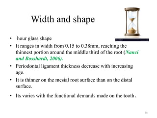 Width and shape
• hour glass shape
• It ranges in width from 0.15 to 0.38mm, reaching the
thinnest portion around the middle third of the root (Nanci
and Bosshardt, 2006).
• Periodontal ligament thickness decrease with increasing
age.
• It is thinner on the mesial root surface than on the distal
surface.
• Its varies with the functional demands made on the tooth.
16
 