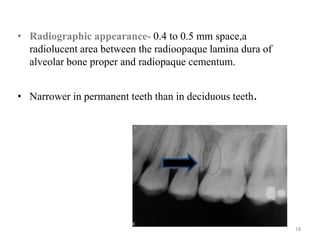 • Radiographic appearance- 0.4 to 0.5 mm space,a
radiolucent area between the radioopaque lamina dura of
alveolar bone proper and radiopaque cementum.
• Narrower in permanent teeth than in deciduous teeth.
18
 