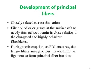 Development of principal
fibers
• Closely related to root formation
• Fiber bundles originate at the surface of the
newly formed root dentin in close relation to
the elongated and highly polarized
fibroblasts.
• During tooth eruption, as PDL matures, the
fringe fibers, merge across the width of the
ligament to form principal fiber bundles.
19
 