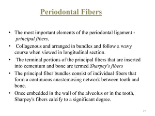 Periodontal Fibers
• The most important elements of the periodontal ligament -
principal fibers,
• Collagenous and arranged in bundles and follow a wavy
course when viewed in longitudinal section.
• The terminal portions of the principal fibers that are inserted
into cementum and bone are termed Sharpey's fibers
• The principal fiber bundles consist of individual fibers that
form a continuous anastomosing network between tooth and
bone.
• Once embedded in the wall of the alveolus or in the tooth,
Sharpey's fibers calcify to a significant degree.
24
 