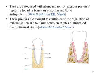 • They are associated with abundant noncollagenous proteins
typically found in bone - osteopontin and bone
sialoprotein.. (Birn H,Johnson RB, Nanci)
• These proteins are thought to contribute to the regulation of
mineralization and to tissue cohesion at sites of increased
biomechanical strain.(Mckee MD, Zalzal,Nanci)
26
 