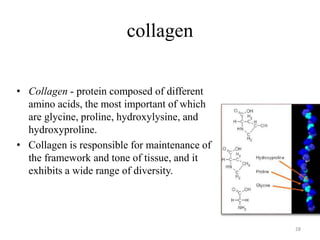 collagen
• Collagen - protein composed of different
amino acids, the most important of which
are glycine, proline, hydroxylysine, and
hydroxyproline.
• Collagen is responsible for maintenance of
the framework and tone of tissue, and it
exhibits a wide range of diversity.
28
 