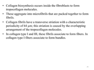 • Collagen biosynthesis occurs inside the fibroblasts to form
tropocollagen molecules.
• These aggregate into microfibrils that are packed together to form
fibrils.
• Collagen fibrils have a transverse striation with a characteristic
periodicity of 64 µm; this striation is caused by the overlapping
arrangement of the tropocollagen molecules.
• In collagen type I and III, these fibrils associate to form fibers. In
collagen type I fibers associate to form bundles.
29
 