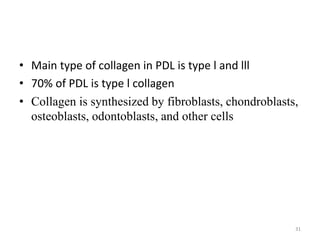 • Main type of collagen in PDL is type l and lll
• 70% of PDL is type l collagen
• Collagen is synthesized by fibroblasts, chondroblasts,
osteoblasts, odontoblasts, and other cells
31
 