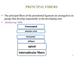PRINCIPAL FIBERS
• The principal fibers of the periodontal ligament are arranged in six
groups that develop sequentially in the developing root:
• .(holmstrup 1996
34
Transseptal
alveolar crest
horizontal
oblique
apical
interradicular fibers
 