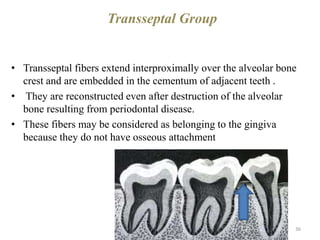 Transseptal Group
• Transseptal fibers extend interproximally over the alveolar bone
crest and are embedded in the cementum of adjacent teeth .
• They are reconstructed even after destruction of the alveolar
bone resulting from periodontal disease.
• These fibers may be considered as belonging to the gingiva
because they do not have osseous attachment
36
 