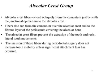 Alveolar Crest Group
• Alveolar crest fibers extend obliquely from the cementum just beneath
the junctional epithelium to the alveolar crest.
• Fibers also run from the cementum over the alveolar crest and to the
fibrous layer of the periosteum covering the alveolar bone
• The alveolar crest fibers prevent the extrusion of the tooth and resist
lateral tooth movements.
• The incision of these fibers during periodontal surgery does not
increase tooth mobility unless significant attachment loss has
occurred.
37
 
