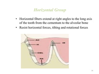 Horizontal Group
• Horizontal fibers extend at right angles to the long axis
of the tooth from the cementum to the alveolar bone
• Resist horizontal forces, tilting and rotational forces
39
 