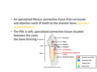 – An specialized fibrous connective tissue that surrounds
and attaches roots of teeth to the alveolar bone (glossary
of periodontics)
– The PDL is soft, specialized connective tissue situated
between the cementum covering the root of the tooth and
the bone forming the socket wall.
4
 