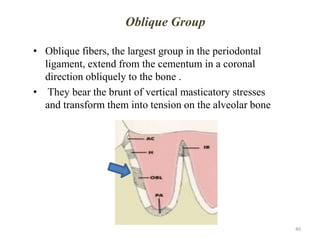 Oblique Group
• Oblique fibers, the largest group in the periodontal
ligament, extend from the cementum in a coronal
direction obliquely to the bone .
• They bear the brunt of vertical masticatory stresses
and transform them into tension on the alveolar bone
40
 