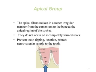 Apical Group
• The apical fibers radiate in a rather irregular
manner from the cementum to the bone at the
apical region of the socket.
• They do not occur on incompletely formed roots.
• Prevent tooth tipping, luxation, protect
neurovascular supply to the tooth.
41
 