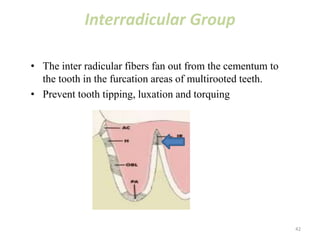 Interradicular Group
• The inter radicular fibers fan out from the cementum to
the tooth in the furcation areas of multirooted teeth.
• Prevent tooth tipping, luxation and torquing
42
 