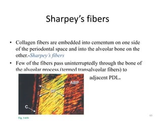 Sharpey’s fibers
• Collagen fibers are embedded into cementum on one side
of the periodontal space and into the alveolar bone on the
other.-Sharpey’s fibers
• Few of the fibers pass uninterruptedly through the bone of
the alveolar process,(termed transalveolar fibers) to
continue as principal fibers of the adjacent PDL.
43
 