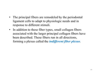 • The principal fibers are remodeled by the periodontal
ligament cells to adapt to physiologic needs and in
response to different stimuli.
• In addition to these fiber types, small collagen fibers
associated with the larger principal collagen fibers have
been described. These fibers run in all directions,
forming a plexus called the indifferent fiber plexus.
44
 