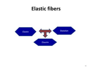 Elastic fibers
46
Elastin Oxytalan
Elaunin
 
