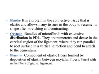 • Elastin- It is a protein in the connective tissue that is
elastic and allows many tissues in the body to resume its
shape after stretching and contracting.
• Oxytalin- Bundles of microfibrils with extensive
distribution in PDL. They are numerous and dense in the
cervical region of the ligament, where they run parallel
to root surface in a vertical direction and bend to attach
to the cementum.
• Elaunin- Component of elastic fibers formed by
deposition of elastin between oxytalan fibers. Found with
in the fibers of gigival ligament.
47
 