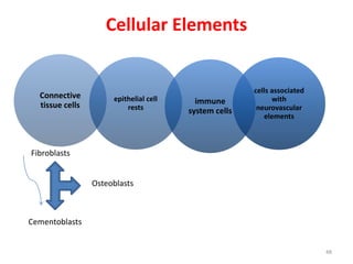 Cellular Elements
Connective
tissue cells
epithelial cell
rests
immune
system cells
cells associated
with
neurovascular
elements
48
Fibroblasts
Cementoblasts
Osteoblasts
 